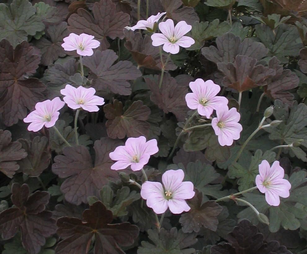 Geranium endressii 'Dusky Crug'
